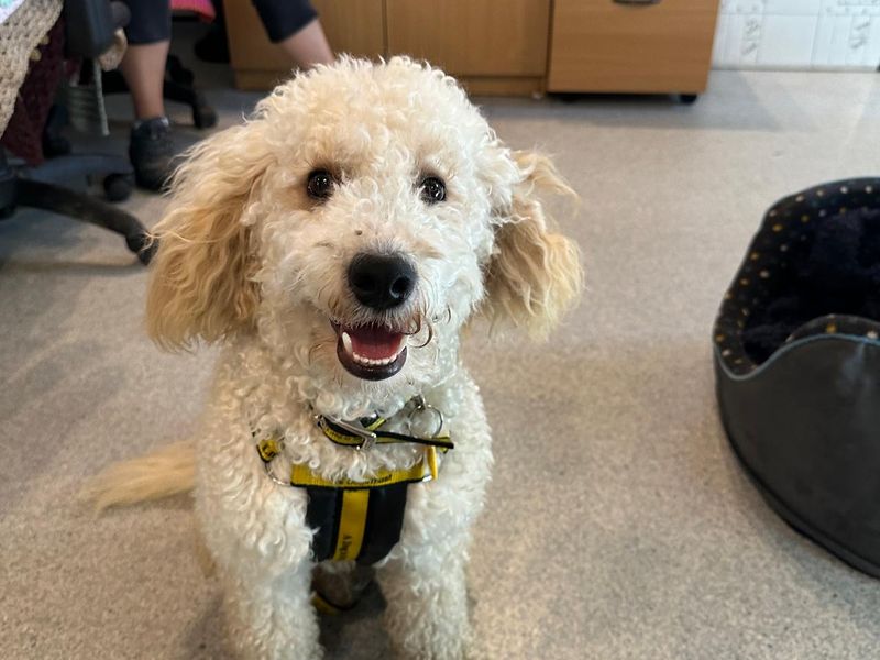 Cocker Spaniel for adoption in Mid Glamorgan, Wales – 1 year old