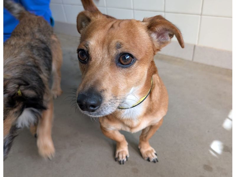 Lambo | Terrier (Jack Russell) Cross | Snetterton (Norfolk) - 1