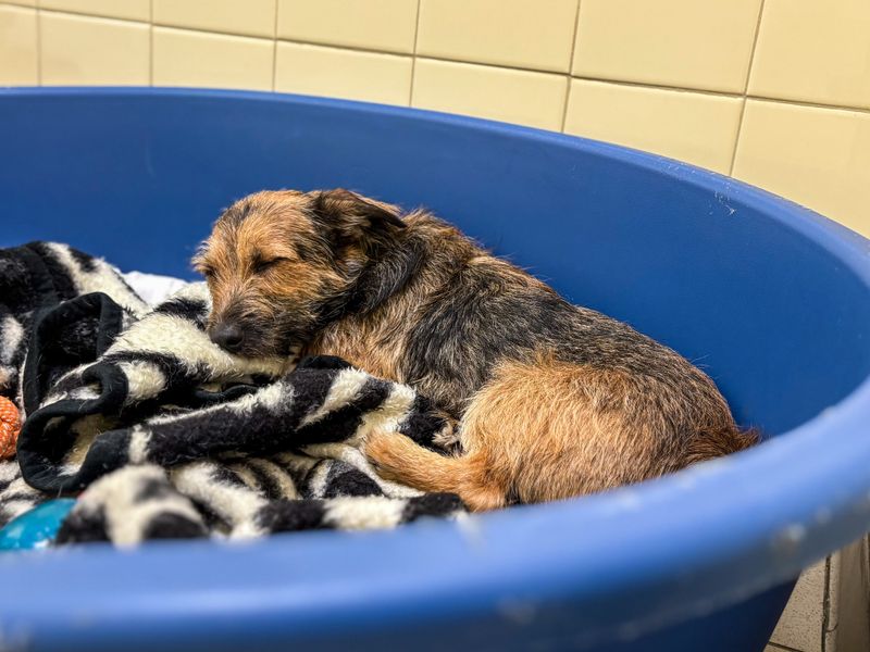 Sparky | Terrier (Jack Russell) Cross | Snetterton (Norfolk) - 1