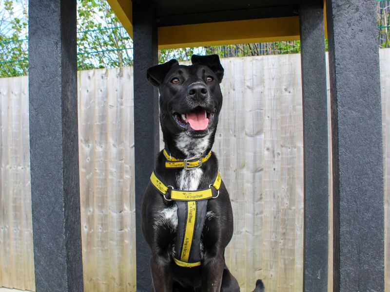 undefined | Terrier (Staffordshire Bull) Cross | undefined - 3