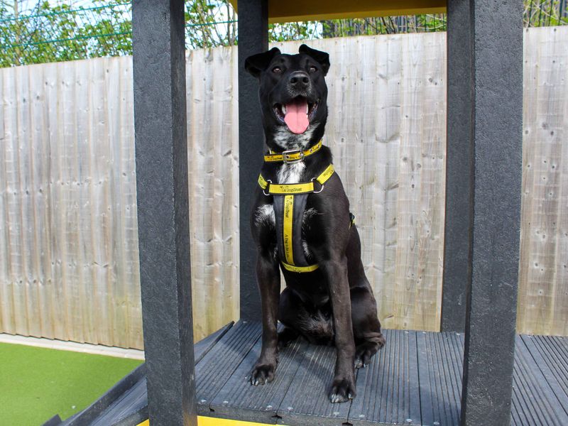 undefined | Terrier (Staffordshire Bull) Cross | undefined - 2