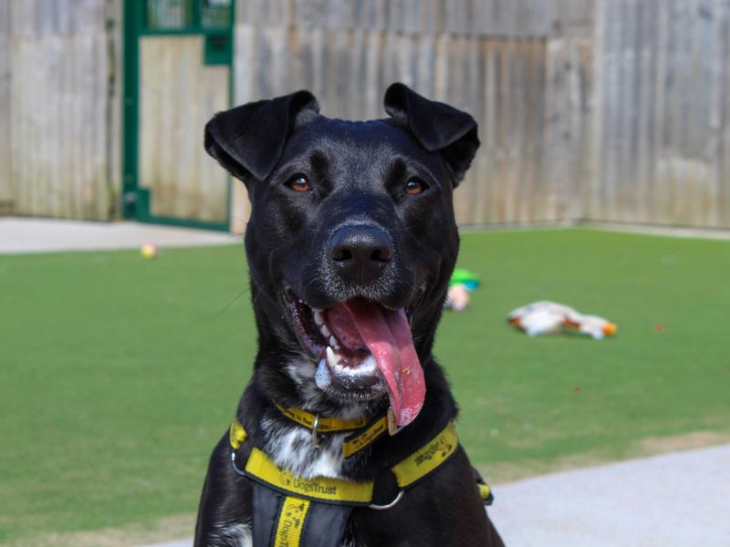 undefined | Terrier (Staffordshire Bull) Cross | undefined - 5