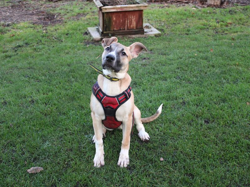 Staffordshire Bull Terrier for adoption in Liverpool, Merseyside – 5 months old - Image 2 of 4