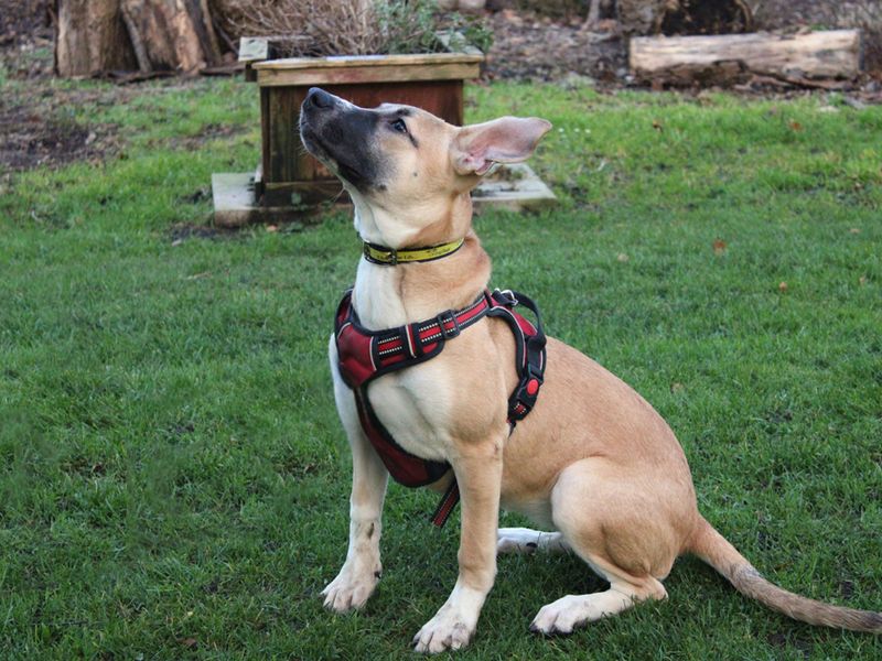 Staffordshire Bull Terrier for adoption in Liverpool, Merseyside – 5 months old - Image 3 of 4