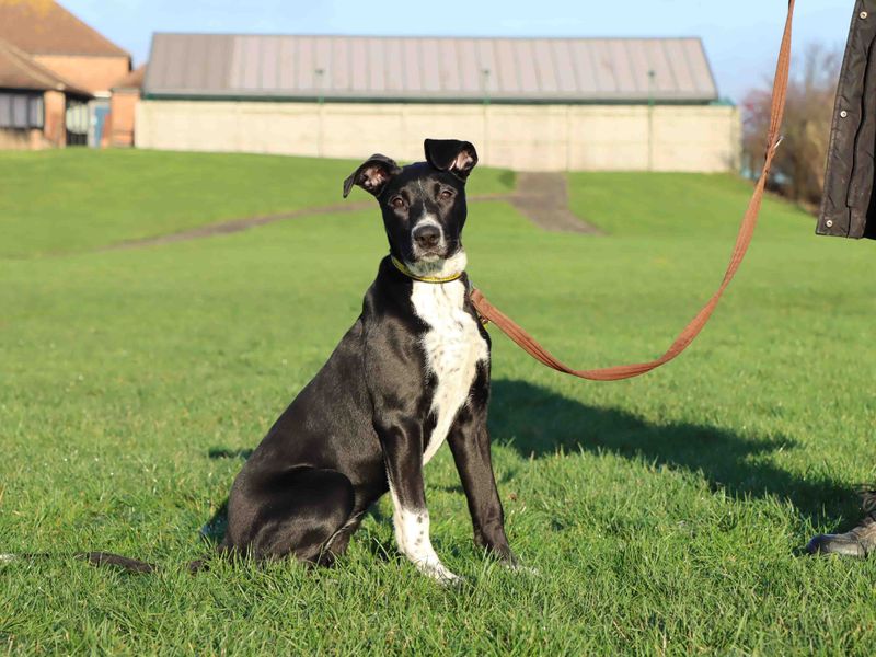 Staffordshire Bull Terrier for adoption in Sadberge, Durham – 5 months old - Image 2 of 3