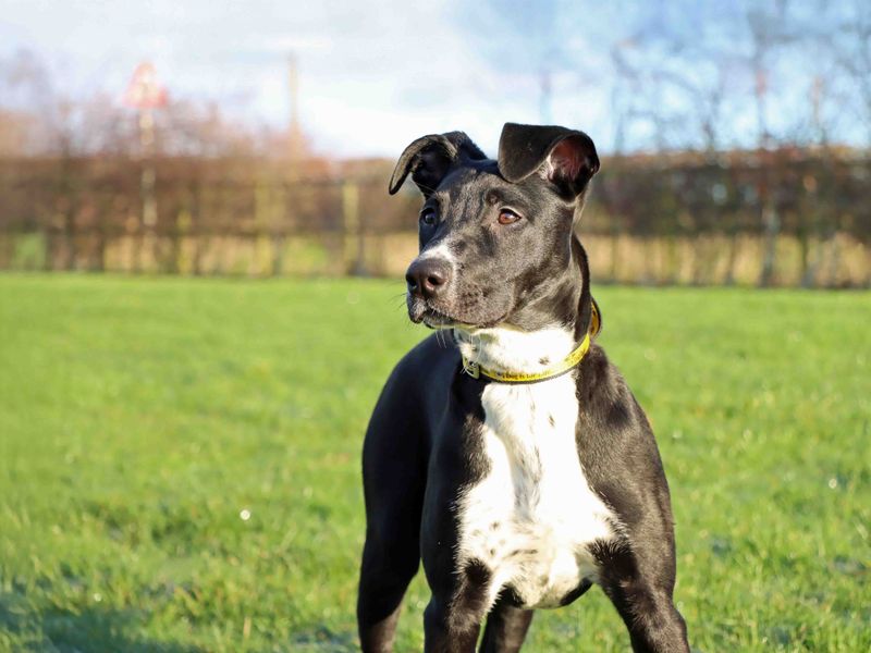 Staffordshire Bull Terrier for adoption in Sadberge, Durham – 5 months old - Image 3 of 3