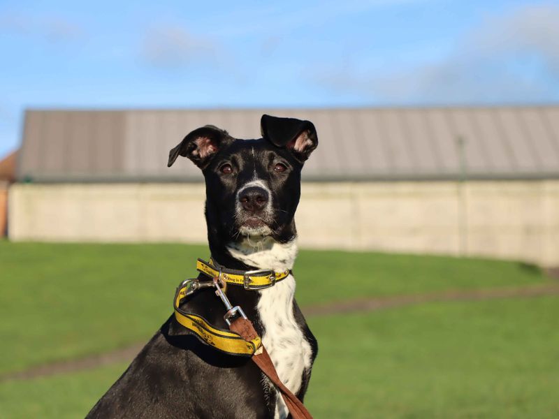 Pandora | Terrier (Staffordshire Bull) | Darlington - 1