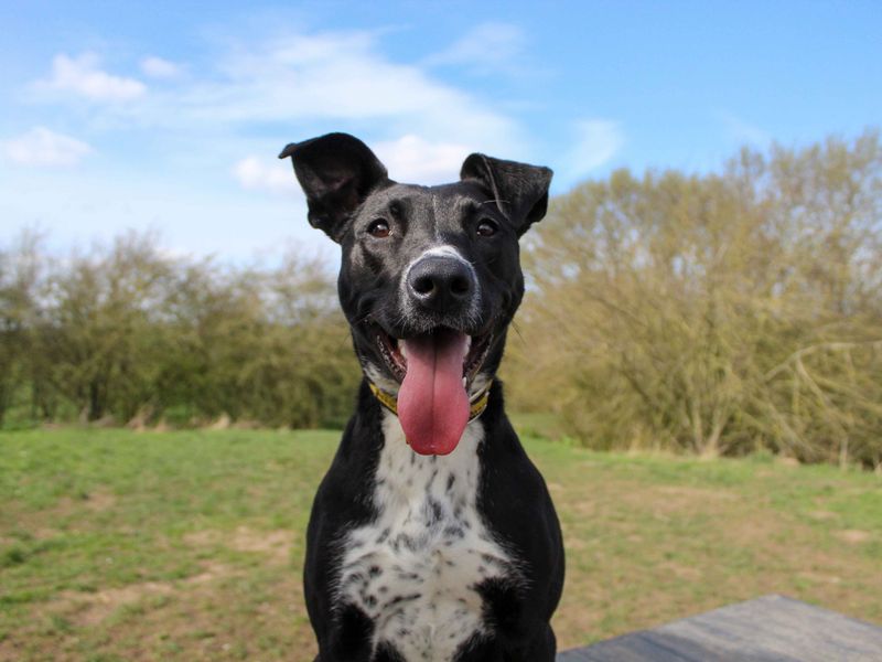 undefined | Terrier (Staffordshire Bull) | undefined - 2