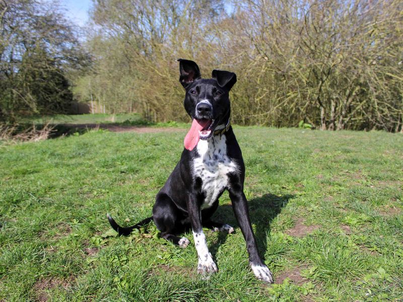 undefined | Terrier (Staffordshire Bull) | undefined - 4