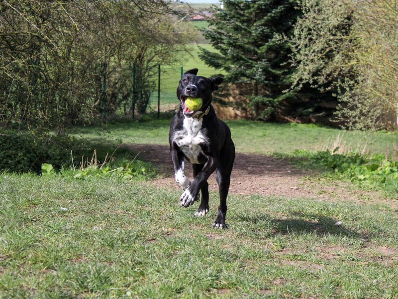Pandora, a Unknown old female Terrier available for adoption from Dogs Trust in Darlington, County Durham