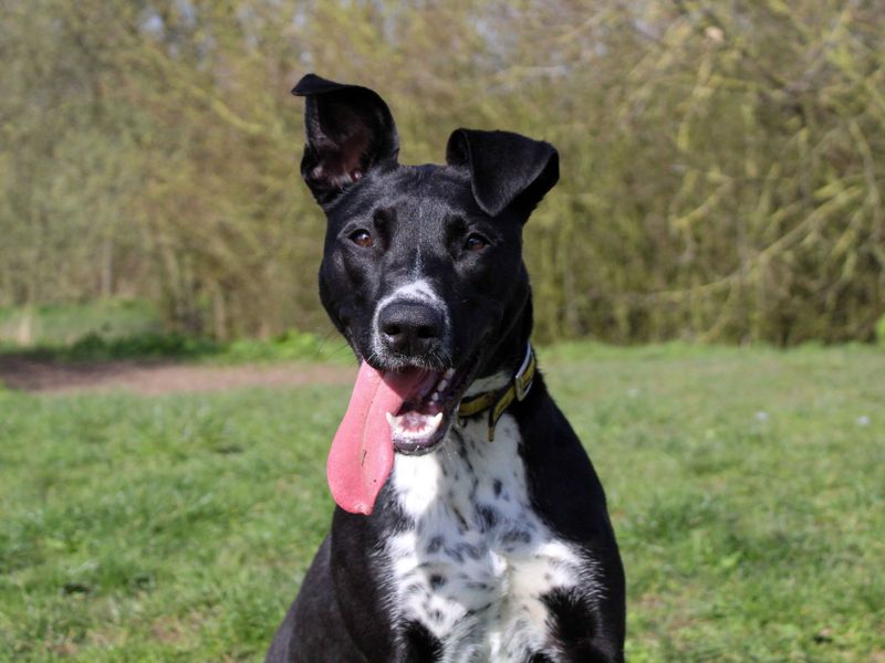 undefined | Terrier (Staffordshire Bull) | undefined - 3