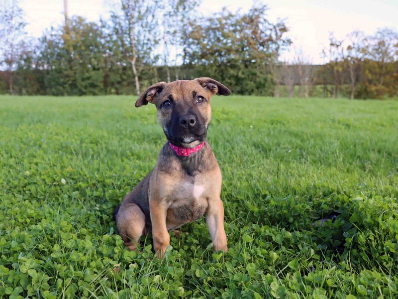 Staffordshire Bull Terrier for adoption in Sadberge, Co Durham – 4 months old - Image 3 of 3