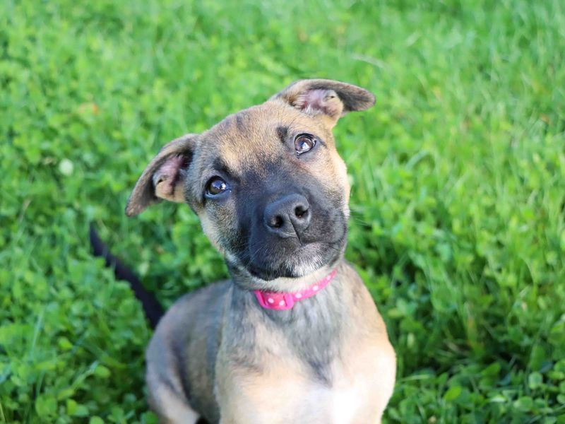 Staffordshire Bull Terrier for adoption in Sadberge, Co Durham – 12 weeks old