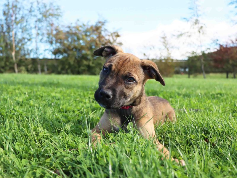 Staffordshire Bull Terrier for adoption in Sadberge, Co Durham – 4 months old - Image 2 of 3