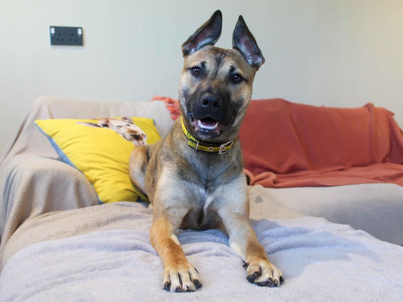 undefined | Terrier (Staffordshire Bull) | undefined - 3