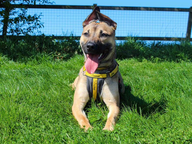 undefined | Terrier (Staffordshire Bull) | undefined - 4