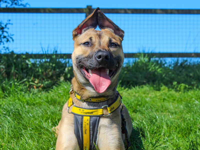 Beanie | Terrier (Staffordshire Bull) | Darlington - 1