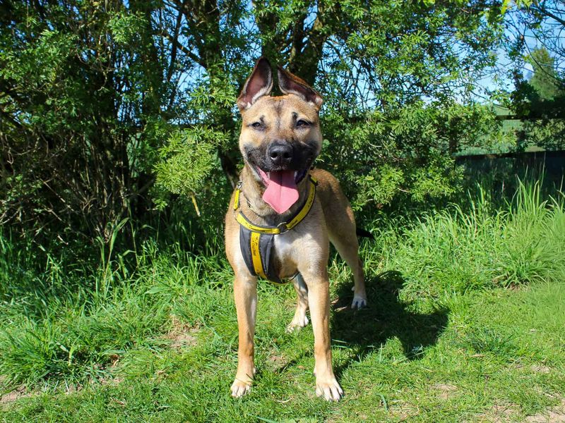 undefined | Terrier (Staffordshire Bull) | undefined - 5