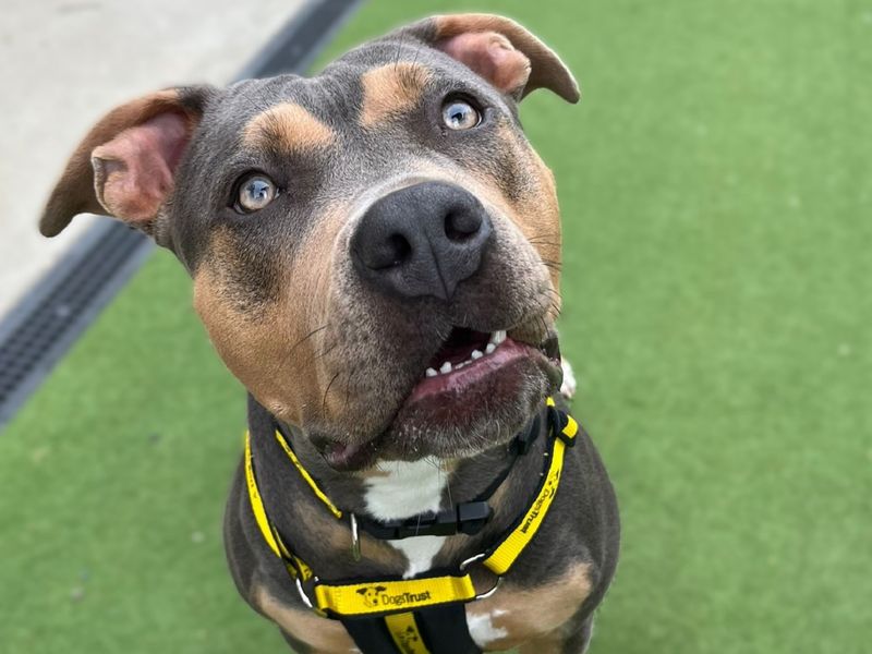 English Bulldog for adoption in Chestfield, Kent – 3 years old - Image 5 of 5