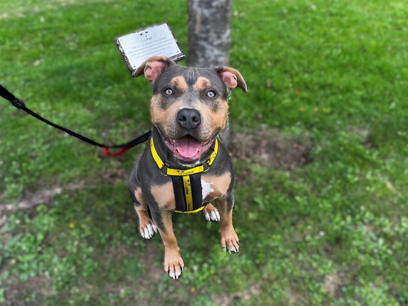 English Bulldog for adoption in Chestfield, Kent – 3 years old - Image 2 of 5