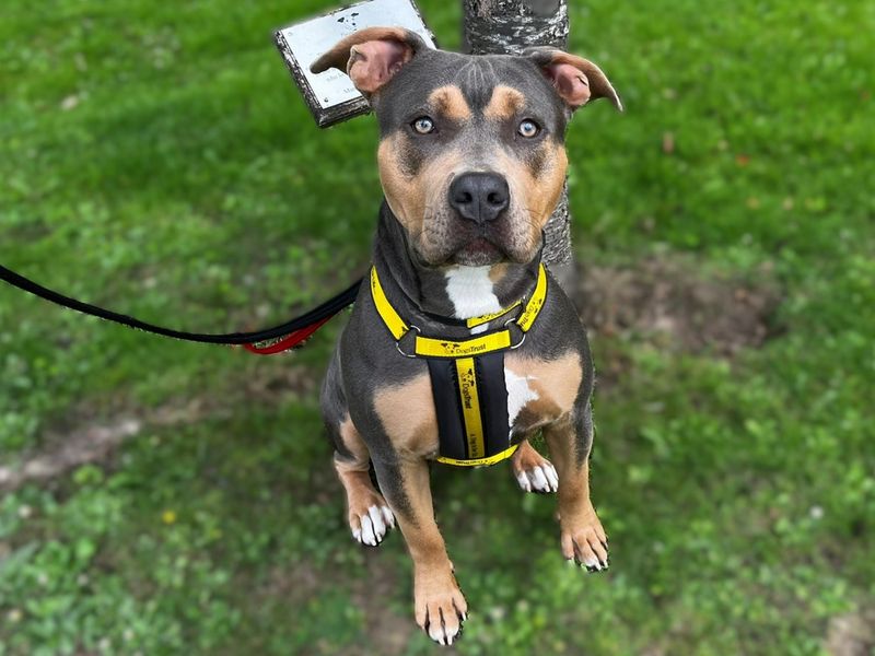 English Bulldog for adoption in Chestfield, Kent – 3 years old - Image 3 of 5