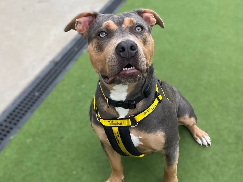 English Bulldog for adoption in Chestfield, Kent – 3 years old - Image 4 of 5