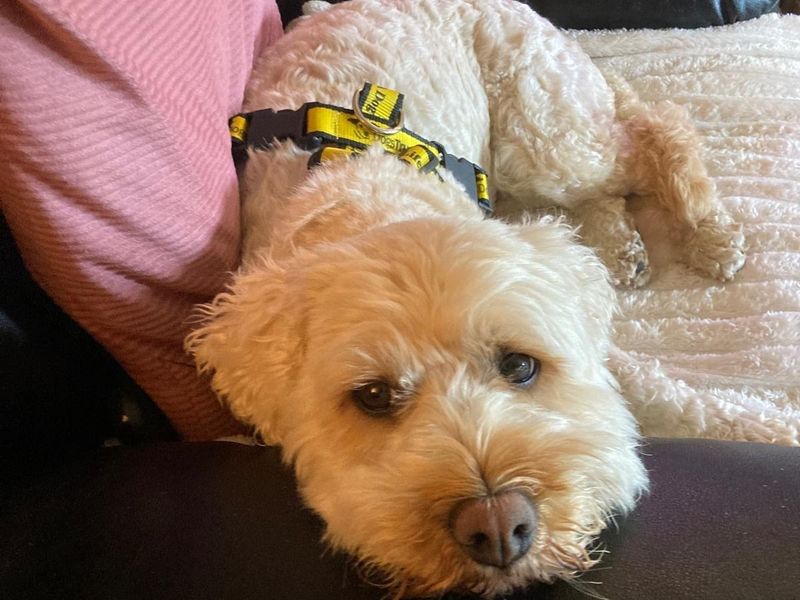 Cocker Spaniel for adoption in Mid Glamorgan, Wales – 6 years old - Image 2 of 3