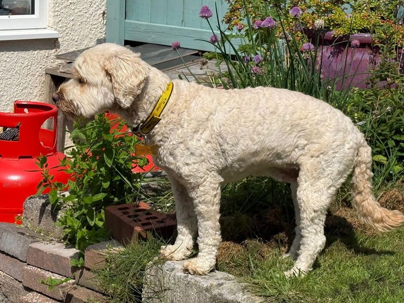 Cocker Spaniel for adoption in Mid Glamorgan, Wales – 6 years old