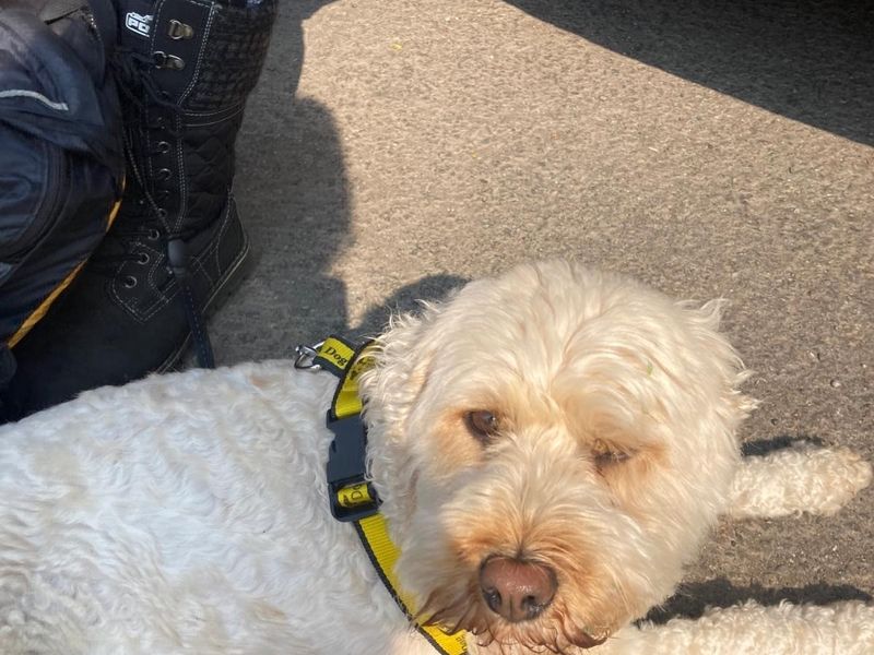Cocker Spaniel for adoption in Mid Glamorgan, Wales – 6 years old - Image 3 of 3