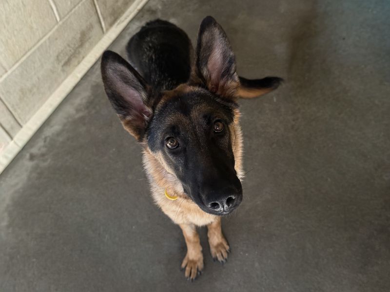 Tessa | German Shepherd Dog | Basildon (Essex) - 1