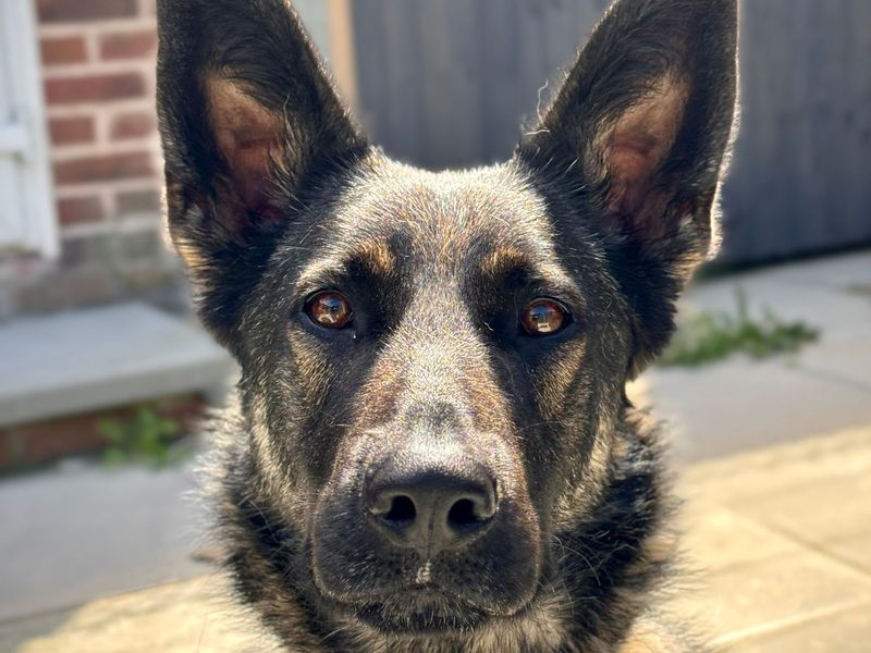 German Shepherd for adoption in Shoreham by Sea, West Sussex – 2 years old