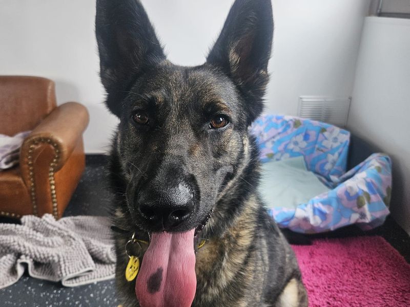 German Shepherd for adoption in Shoreham by Sea, West Sussex – 2 years old - Image 2 of 4