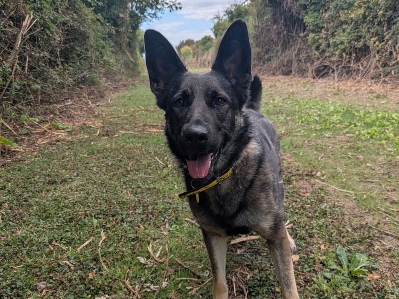 German Shepherd for adoption in Shoreham by Sea, West Sussex – 2 years old - Image 3 of 4