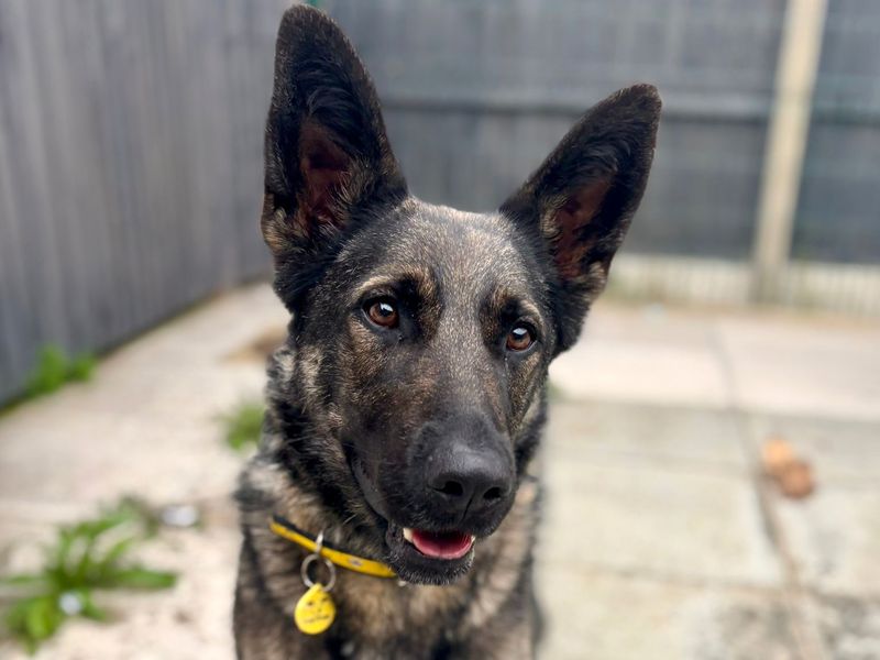 German Shepherd for adoption in Shoreham by Sea, West Sussex – 2 years old - Image 4 of 4