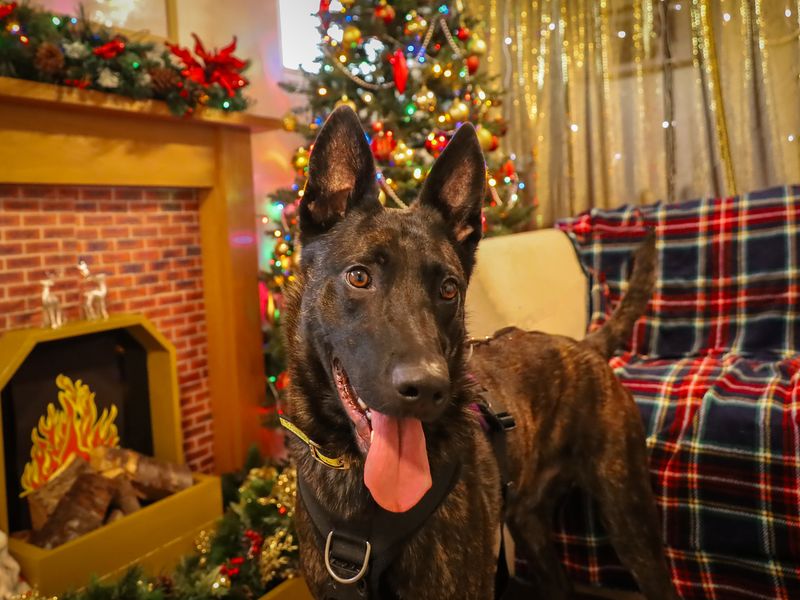Zebee, a 4 years old male Dutch Shepherd available for adoption from Dogs Trust in Leeds, West Yorkshire