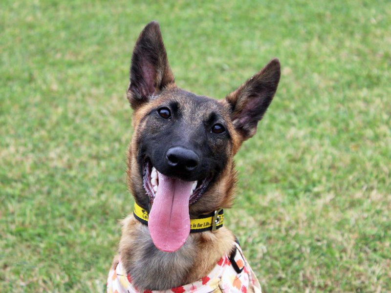 Myra | Belgian Shepherd Dog (Malinois) | Merseyside (Liverpool) - 1