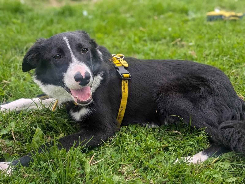Angus | Collie (Border) | West Calder (Edinburgh) - 1