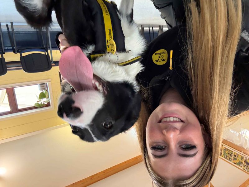 Border Collie for adoption in West Calder, West Lothian – 2 years old