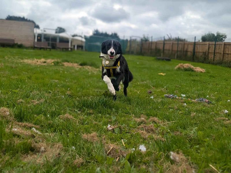 Border Collie for adoption in West Calder, West Lothian – 2 years old - Image 2 of 6