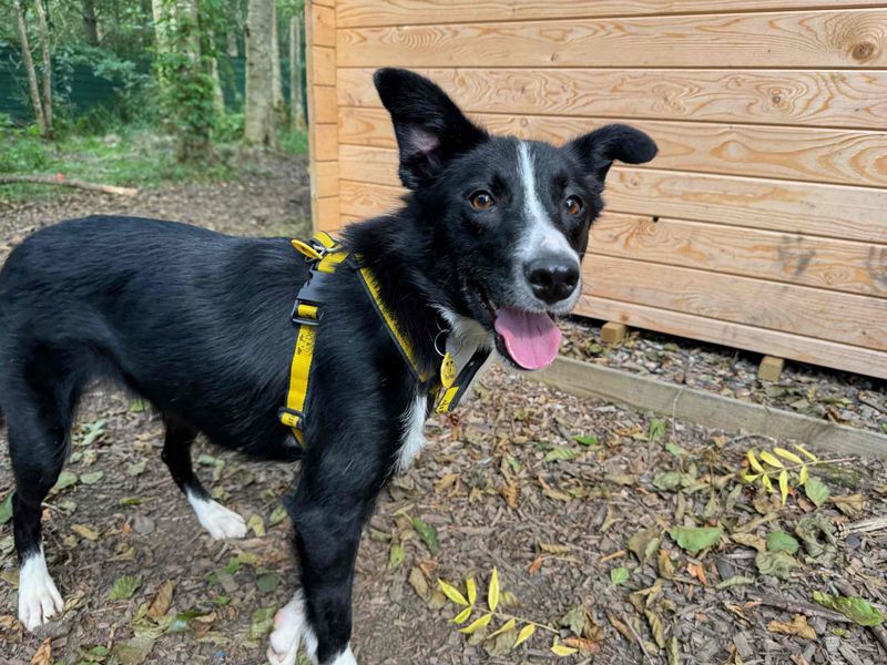 Border Collie for adoption in West Calder, West Lothian – 4 years old - Image 2 of 6