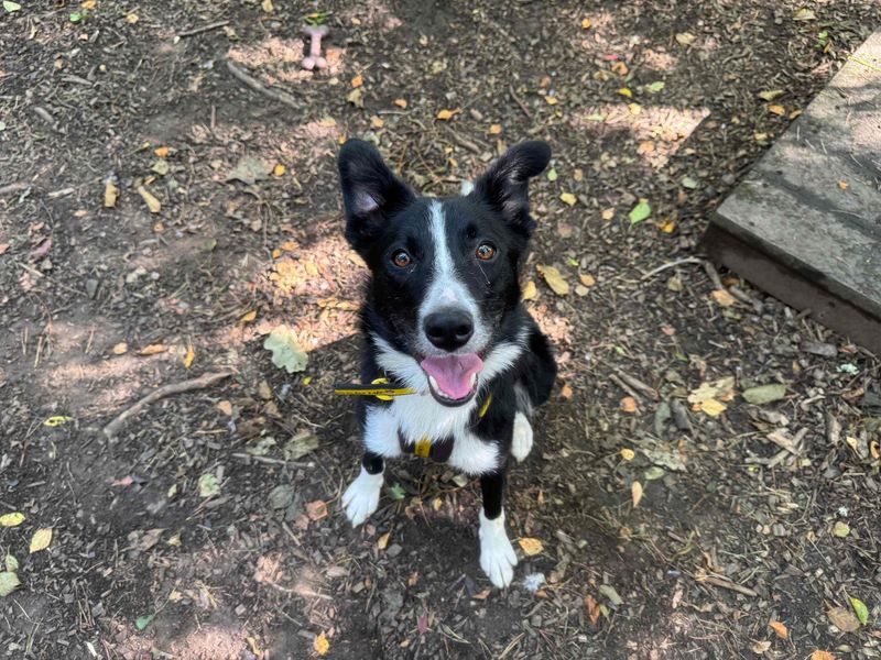 Border Collie for adoption in West Calder, West Lothian – 4 years old