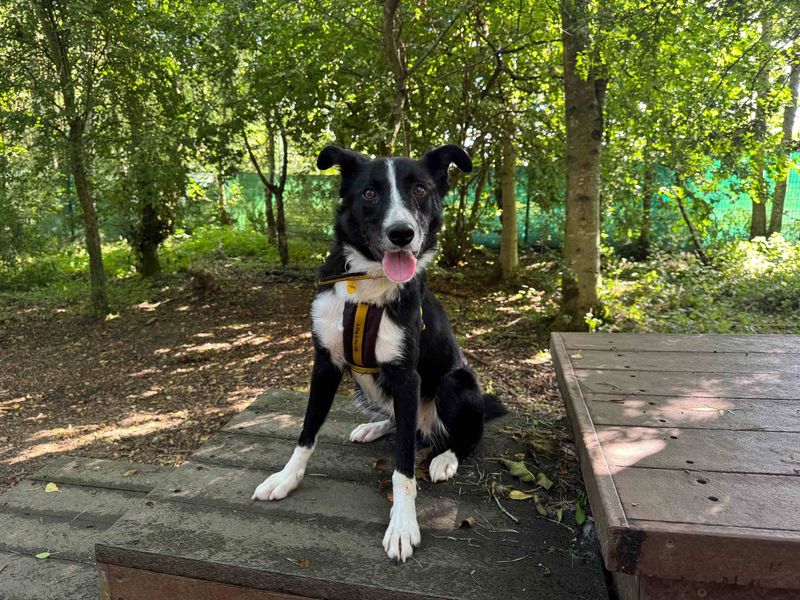 Border Collie for adoption in West Calder, West Lothian – 4 years old - Image 4 of 6