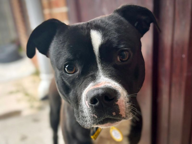 Staffordshire Bull Terrier for adoption in Shoreham by Sea, West Sussex – 2 years old