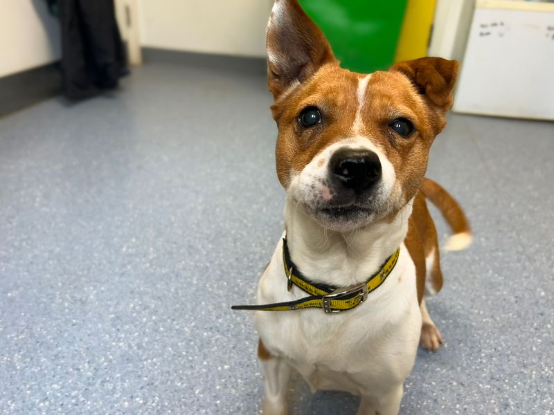 Mavis | Terrier (Jack Russell) Cross | Basildon (Essex) - 1