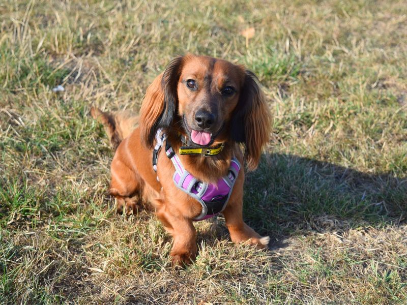 Dachshund for adoption in Uxbridge, London – 1 year old
