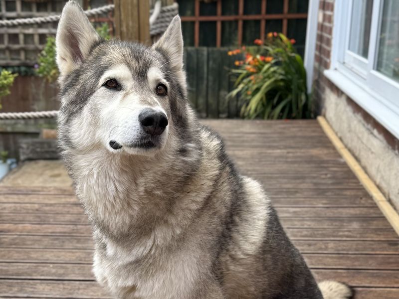Siberian Husky for adoption in Newton Tony, Wiltshire – 7 years old