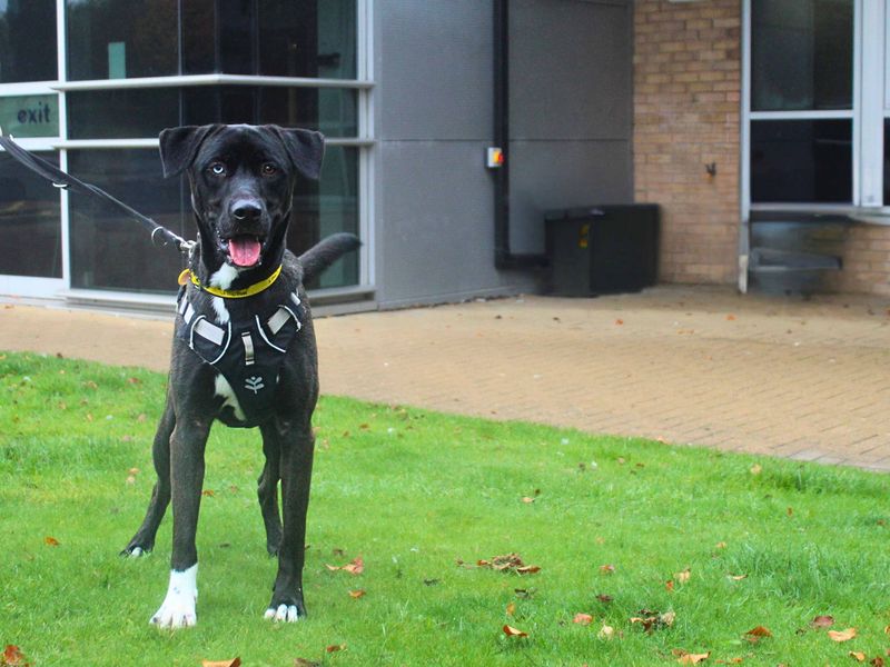 Siberian Husky for adoption in Manchester, Greater Manchester – 1 year old - Image 3 of 4