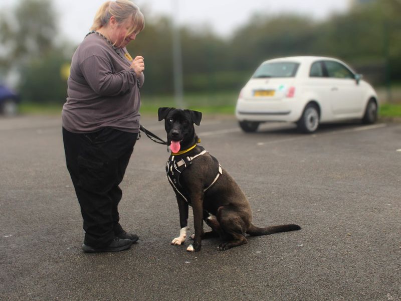 Siberian Husky for adoption in Manchester, Greater Manchester – 1 year old - Image 4 of 4
