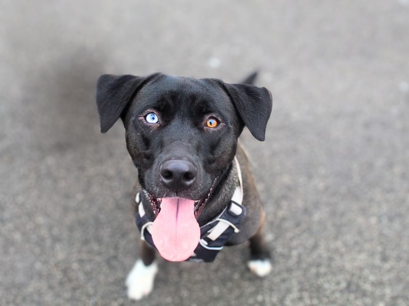 Siberian Husky for adoption in Manchester, Greater Manchester – 1 year old