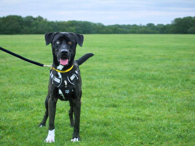 Dixie, a 2 years old male Unknown available for adoption from Dogs Trust in Manchester, Greater Manchester